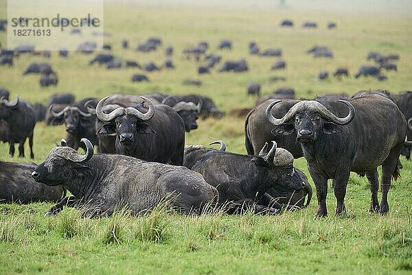 Kaffernbüffel (syncerus caffer)  Herde in der Savanne  Masai Mara National Reserve  Kenia  Afrika