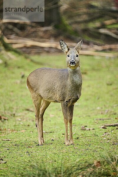 Reh (Capreolus capreolus) in einem Wald  Bayern  Deutschland  Europa