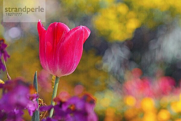 Schöne helle rosa Tulpe in der Mitte des Feldes mit bunten blauen Frühlingsblumen auf unscharfen Hintergrund