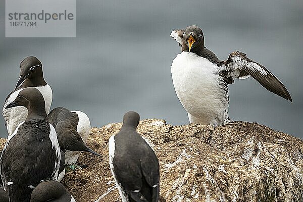 Trottellumme (Uria aalge)  kleine Gruppe auf Felsen  Insel Hornøya  Vardø  Varanger  Finnmark  Norwegen  Europa