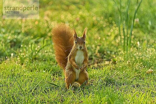Europäisches Eichhörnchen (Sciurus vulgaris)  steht in Wiese im Park  Frühling  Deutschland  Europa