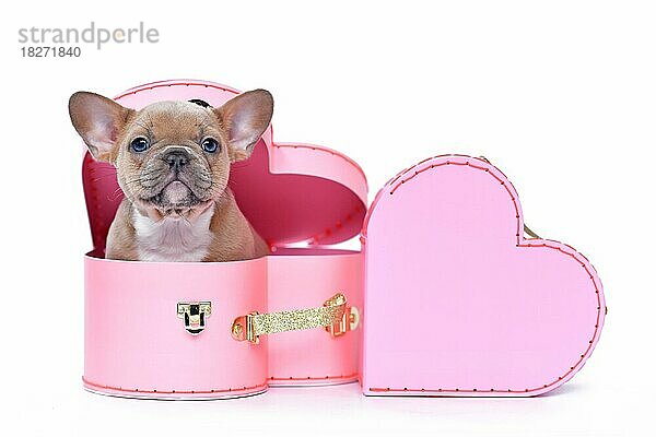 Niedliche französische Bulldogge Hundewelpe in Valentinstag Kofferraum in Form von rosa Herz auf weißem Hintergrund