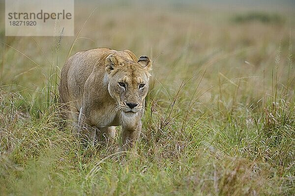 Afrikanischer Löwe (Panthera leo)  Weibchen läuft in der Savanne  Masai Mara National Reserve  Kenia  Afrika