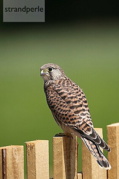 Turmfalke (Falco tinnunculus) flügger Jungvogel sichert auf einem Gartenzaun  Allgäu  Bayern  Deutschland  Europa