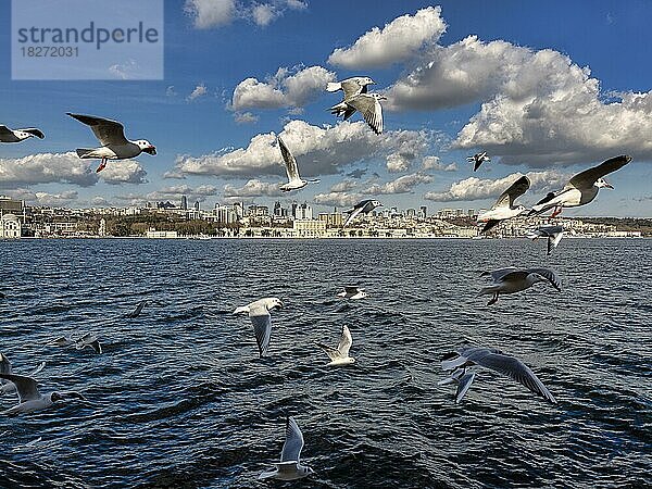 Möwen fliegen am Bosporus  Blick auf die Skyline von Be?ikta?  Istanbul  Türkei  Asien