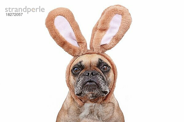 Französische Bulldogge Hund trägt Osterhase Kostüm Ohren Stirnband auf weißem Hintergrund