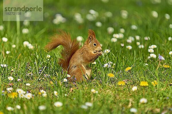 Europäisches Eichhörnchen (Sciurus vulgaris)  sitzt in Wiese mit Gänsblümchen im Park  Frühling  Deutschland  Europa