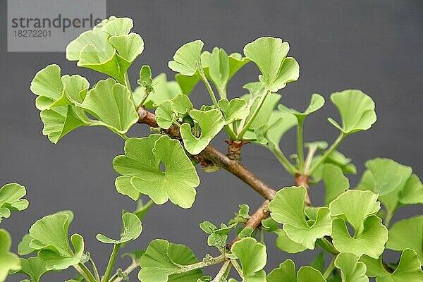 Ginkgo (Ginkgo biloba)  Laubblätter  Zweig  Medizin  Nahaufnahme von fächerförmigen Blätter des Ginkobaums