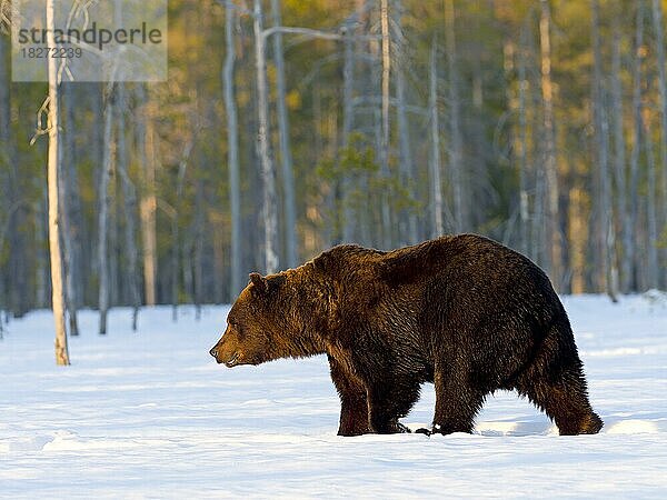 Europäischer Braunbär (Ursus arctos) adult  im Schnee  Nordostfinnland  Region Kuhmo  Finnland  Europa