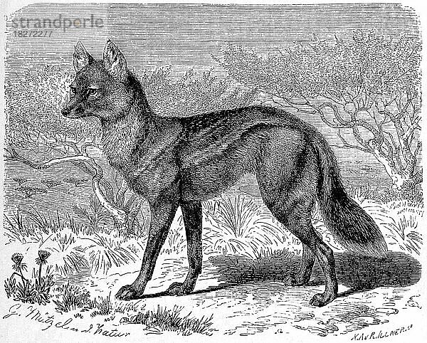Streifenwolf (Canis adustus)  side-striped jacka  Lupulella adusta  Historisch  digital restaurierte Reproduktion einer Originalvorlage aus dem 19. Jahrhundert  genaues Originaldatum nicht bekannt