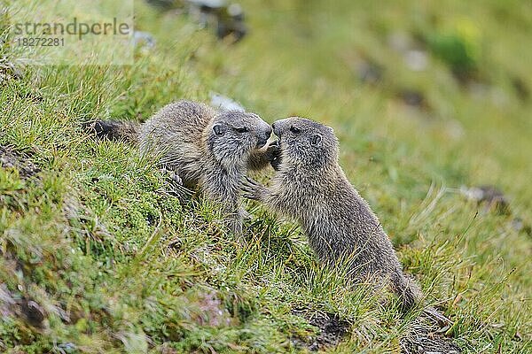 Alpenmurmeltier (Marmota marmota)  Junge kämpfend  NP Hohe Tauern  Österreich  Europa