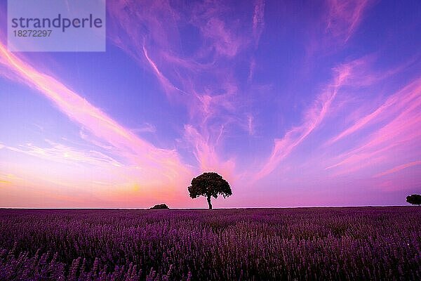 Silhouette eines Baumes bei Sonnenuntergang in einem Lavendelfeld  Naturlandschaft  Brihuega. Guadalajara