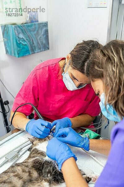 Tierklinik mit einer Katze  Tierärzte arbeiten an der Operation von Mund und Zähnen