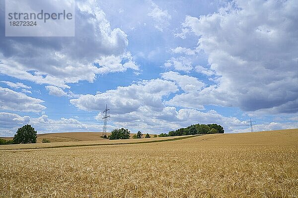 Getreidefeld im Sommer  Arnstein  Franken  Bayern  Deutschland  Europa