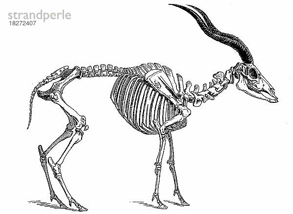 Skelett der Mendesantilope (Addax nasomaculatus) oder Addax  Historisch  digital restaurierte Reproduktion von einer Vorlage aus dem 18. Jahrhundert