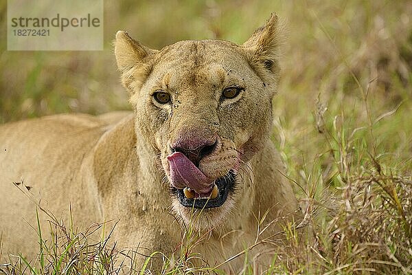 Afrikanischer Löwe (Panthera leo)  Weibchen ruht nach dem fressen  Masai Mara National Reserve  Kenia  Afrika