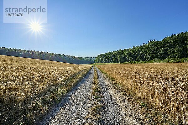 Schotterstraße mit Sonne im Sommer  Würzburg  Franken  Bayern  Deutschland  Europa