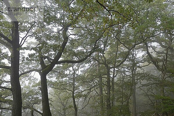 Ausblick in die Baumkronen  Eichen (Quercus)  Rotbuchen (Fagus sylvatica) und Kiefern (Pinus) bei Nebel  Naturpark Diemelsee  Hessen  Deutschland  Europa