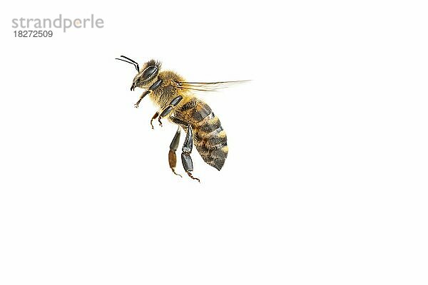 Honigbiene (Apis mellifera)  Insekt  freigestellter Hintergrund  Vechta  Niedersachsen  Deutschland  Europa