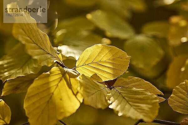 Herbstlich verfärbte Blätter einer Hainbuche (Carpinus betulus) im Gegenlicht  Bayern  Deutschland  Europa