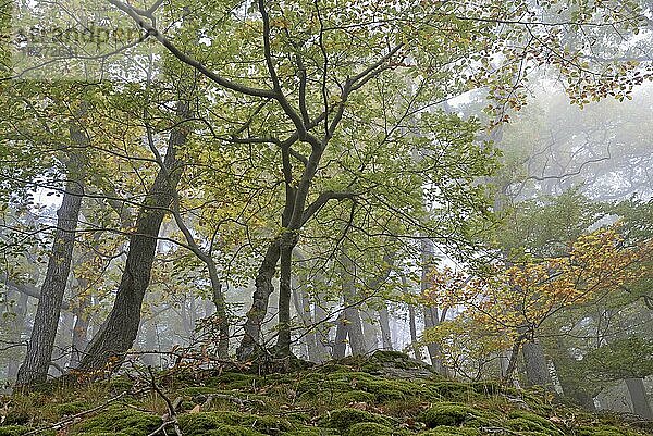 Rotbuchen (Fagus sylvatica) mit Herbstfärbung an einem steilen Berghang iim Nebel  Naturpark Diemelsee  Hessen  Deutschland  Europa