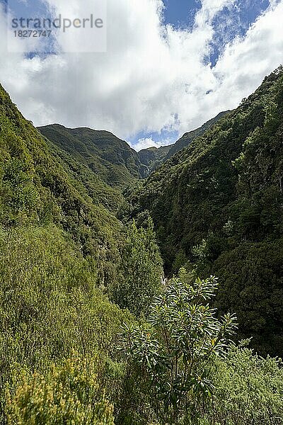 Bewaldete Berge  Ausblick vom Wanderweg an der Levada das 25 Fontes  Rabacal  Madeira  Portugal  Europa