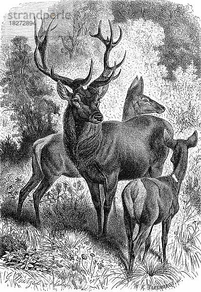 Rothirsch (Cervus elaphus)  Rotwild  Edelhirsch genannt  eine Art der Echten Hirsche  Historisch  digital restaurierte Reproduktion von einer Vorlage aus dem 18. Jahrhundert