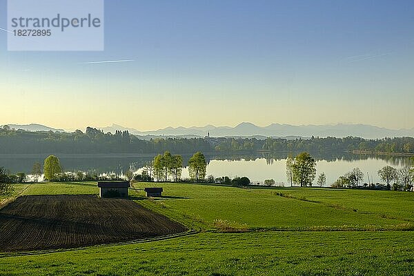 Morgensonne am Tachinger See  bei Taching  Rupertiwinkel  Chiemgau  Oberbayern  Bayern  Deutschland  Europa