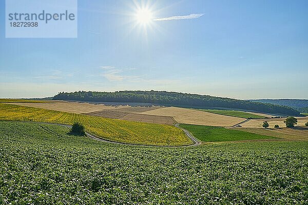 Feldlandschaft am Morgen  Sommer  Würzburg  Franken  Bayern  Deutschland  Europa