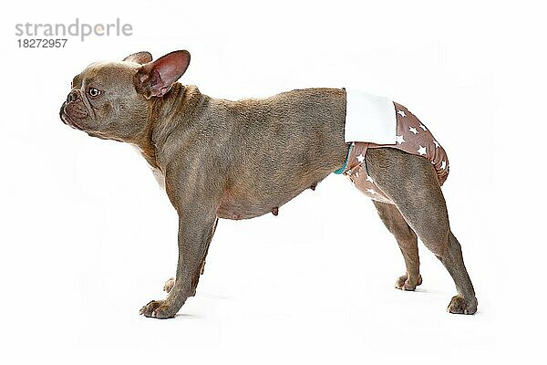 Lilac Französisch Bulldogge Hund trägt Stoff Periode Windel Hosen zum Schutz auf weißem Hintergrund
