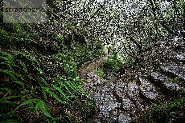 Wanderer an einem Wanderweg mit Stufen durch dichten Wald  Wanderweg Vereda Francisco Achadinha  Rabacal  Madeira  Portugal  Europa