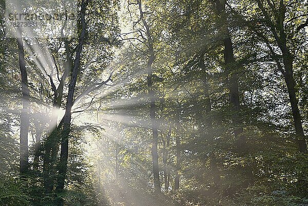 Laubwald  Rotbuchen (Fagus sylvatica) im Nebel von Sonnenstrahlen durchflutet  Sonnenstern  Naturpark Diemelsee  Hessen  Deutschland  Europa