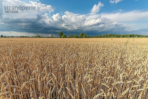 Stürmische Wolken über Weizenfeldern im Sommer. Elsass  Frankreich  Europa