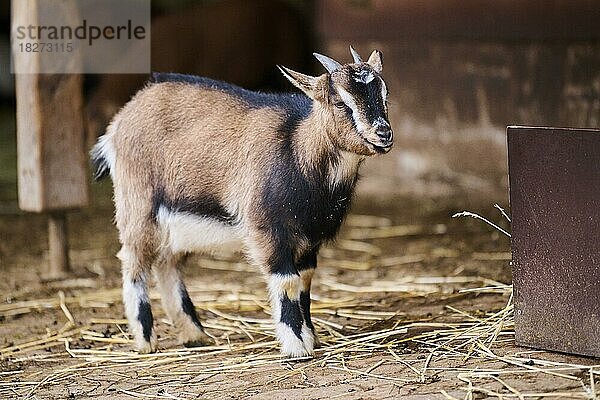 Westafrikanische Zwergziege (Capra hircus) auf einem Bauernhof  Bayern  Deutschland  Europa