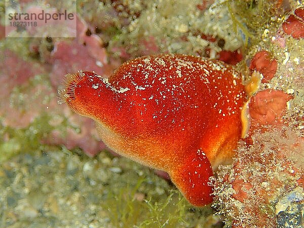 Rote Seescheide (Halocyntia papillosa) . Tauchplatz Meeresschutzgebiet Cap de Creus  Rosas  Costa Brava  Spanien  Mittelmeer  Europa