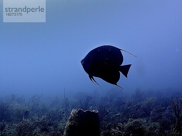 Silhouette von Grauer Kaiserfisch (Pomacanthus arcuatus) . Tauchplatz Riviera Beach  Florida  USA  Nordamerika