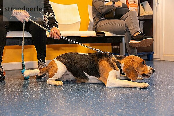 Tierklinik  ein Hund wartet im Wartezimmer an der Leine auf seinen Termin