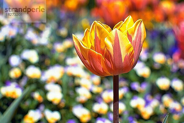 Schöne rosa  gelbe und orange Tulpe in der Mitte des Feldes mit bunten Frühlingsblumen auf unscharfen Hintergrund