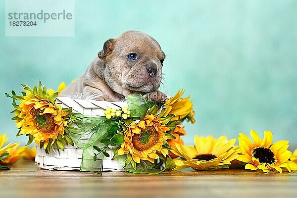 3 Wochen alte Französische Bulldogge Hundewelpe späht aus weißem Korb mit Sonnenblumen