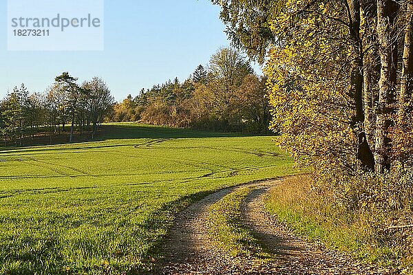 Waldweg am Waldrand im Herbst  Oberpfalz  Bayern  Deutschland  Europa