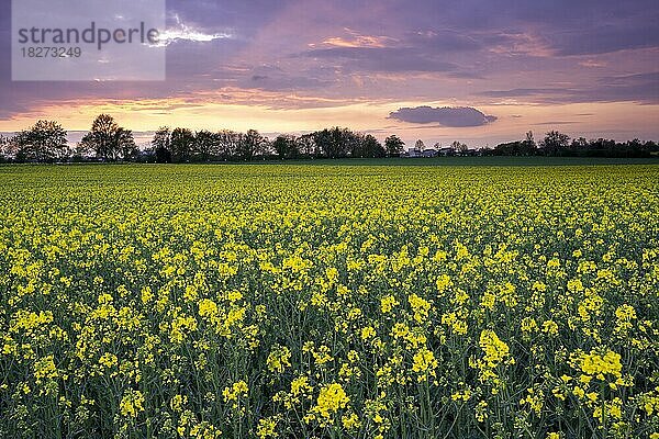 Ein gelb blühendes Rapsfeld im Frühjahr bei Sonnenuntergang mit farbigen Wolken am Himmel  Rhein-Neckar-Kreis  Baden-Württemberg  Deutschland  Europa