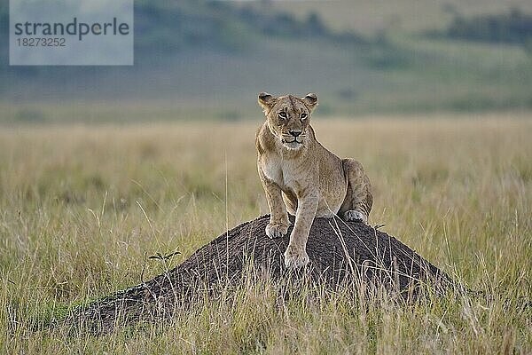 Afrikanischer Löwe (Panthera leo)  Weibchen liegt auf Termitenhügel in der Savanne  Masai Mara National Reserve  Kenia  Afrika