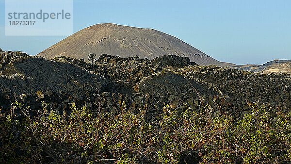 La Geria  Weinanbaugebiet  Weinreben in Senke  Lavastein-Mauern  Lava-Hügel  Weingut  El Grifo  Weinmuseum  wolkenloser blauer Himmel  Lanzarote  Kanarische Inseln  Spanien  Europa