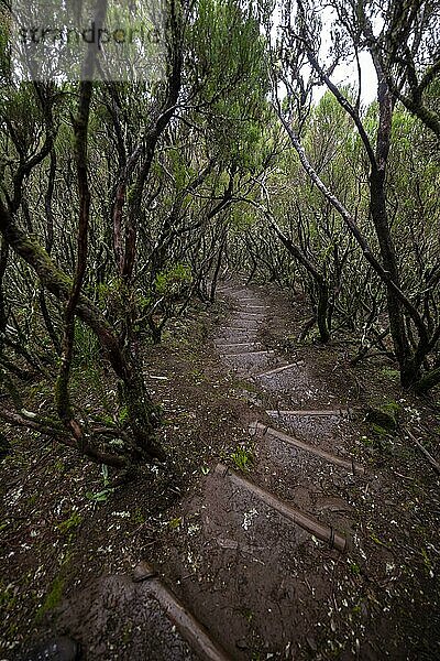 Wanderweg mit Stufen in dichtem Wald  Wanderweg Vereda Francisco Achadinha  Rabacal  Madeira  Portugal  Europa