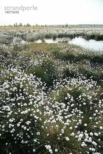 Scheiden-Wollgras (Eriophorum vaginatum)  großer Bestand Samenstände am Rand eines Moorgewässers  Naturschutzgebiet Uchter Moor  Niedersachsen  Deutschland  Europa