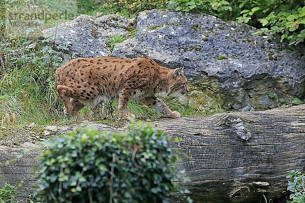 Karpatenluchs (Lynx lynx carpathicus)  adult  laufend  pirschend  Nationalpark Bayrischer Wald  Deutschland  Europa