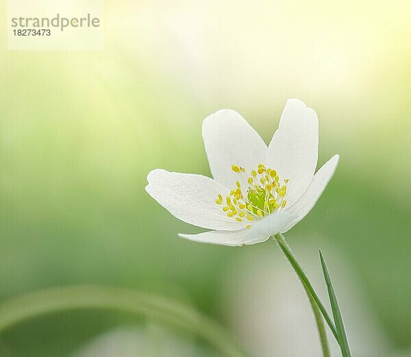Makro der weißen Frühlingsblume Buschwindröschen (Anemone nemorosa) blühend in hellem Sonnenlicht mit unscharfem grünen Hintergrund. Frühlingsblüher