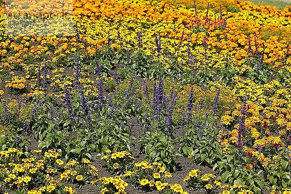 Lavendel (Lavandula angustifolia) und gelbe Ringelblumen auf einem Blumenbbet  Deutschland  Europa