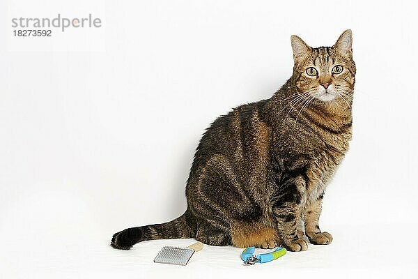 Gewöhnliche Katze auf dem Tisch des Tierarztes mit Schere und Pinsel und weißem Hintergrund mit Kopierraum