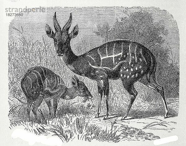 Schirrantilope  Buschbock (Tragelaphus scriptus)  Antilopenart  Historisch  digital restaurierte Reproduktion von einer Vorlage aus dem 18. Jahrhundert